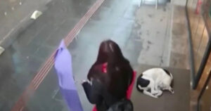 Regala una sciarpa a un cane randagio che tremava dal freddo: il filmato è diventato virale (VIDEO)