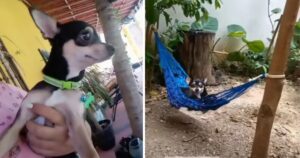 Nonno compra un’amaca per il suo cucciolo e realizza un bellissimo servizio fotografico (VIDEO)