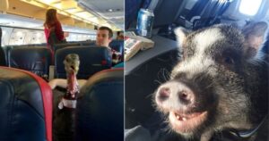 15 Foto di cuccioli animali fotografati durante un volo in aereo che ci hanno fatto scuotere la testa