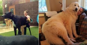 15 Foto di cani giganti che sono ancora convinti di stare in grembo