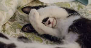 9 animali che hanno sorpreso i loro proprietari con la loro intelligenza