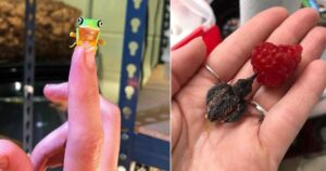 15 Foto di cuccioli animali piccolissimi rannicchiati su delle mani