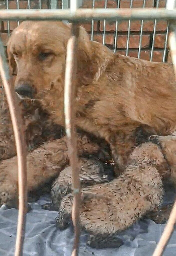 Animalisti salvano decine di Golden Retriever e Corgi destinati ai macelli in Cina