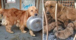 Animalisti salvano decine di Golden Retriever e Corgi destinati ai macelli in Cina