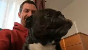Un Bulldog francese non vuole scendere dal divano e gioca con il suo umano (VIDEO)
