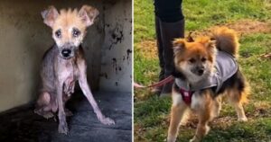 Cucciolo di cane rannicchiata nella sua vecchia cuccia chiedeva aiuto, il suo corpo era molto malato