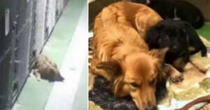 Cagnolina evade dalla sua gabbia per andare a confortare dei cuccioli orfani