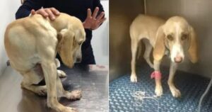 Natalina, la cagnolina che è stata trovata ripiegata su se stessa