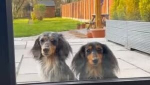 Cagnolini domestici sono felici di uscire da casa; la felicità svanisce dopo un paio di minuti (VIDEO)