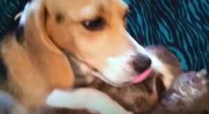 Un cucciolo Beagle conquista la fiducia di un bradipo ferito (VIDEO)