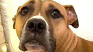 Cucciola di cane Jada ha una nuova vita grazie all’amore di Emilie (VIDEO)