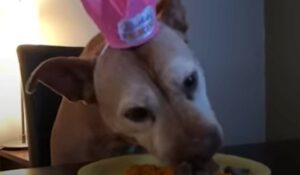 La cagnolona Poe festeggia il suo ventesimo compleanno (VIDEO)