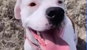 La cagnolona Stella ha scoperto che al mondo esistono splendide persone (VIDEO)