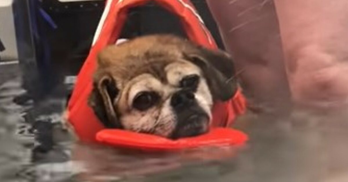 La cagnolona obesa Bertha ha perso molto peso grazie alla sua Meredith ...