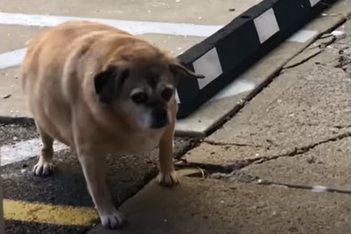 La cagnolona obesa Bertha ha perso molto peso grazie alla sua Meredith ...