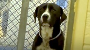 Il cagnolone Benny scoppia di felicità non appena capisce che la sua vita sta per cambiare (VIDEO)