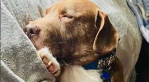 Il cagnolone Hank ha un difetto fisico che ha fatto innamorare i suoi attuali umani (VIDEO)