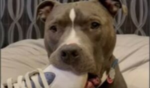 Il cagnolone Pit Bull Turbo adora fare gli auguri di buon compleanno (VIDEO)
