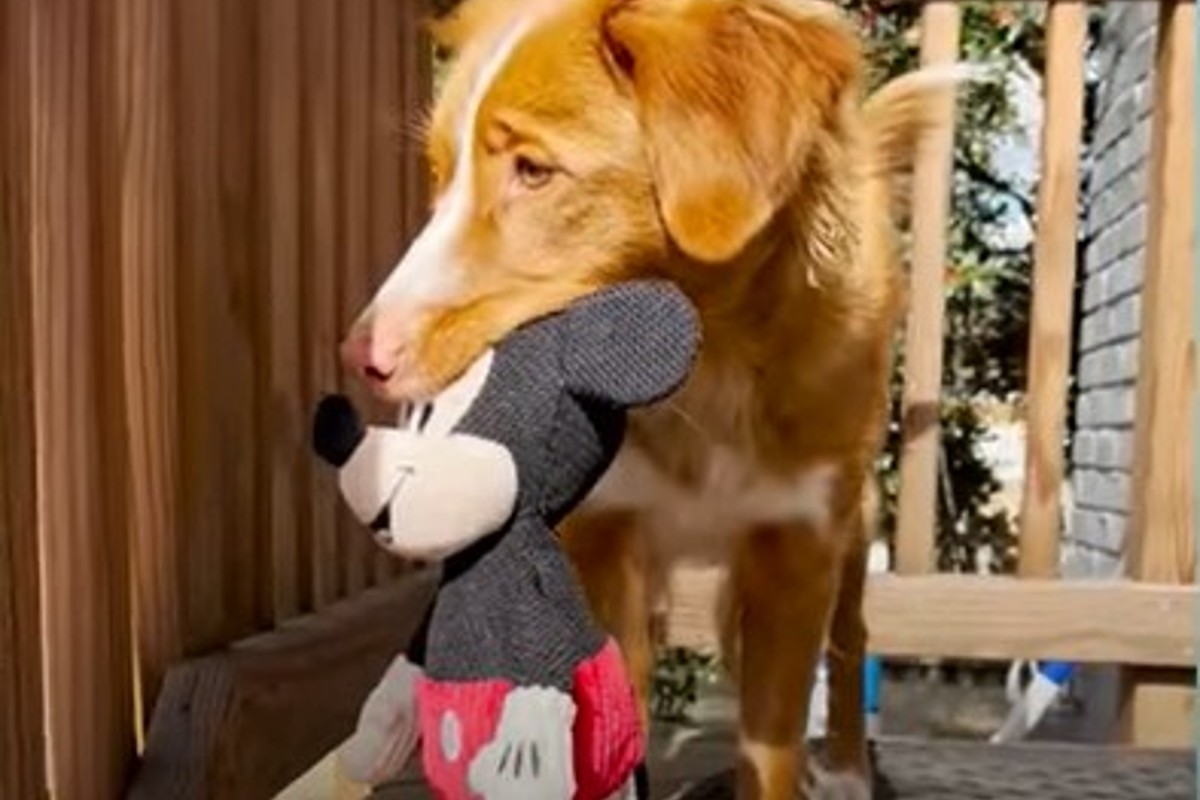 Il cagnolone Whisky adora il suo personaggio preferito: Topolino (VIDEO)