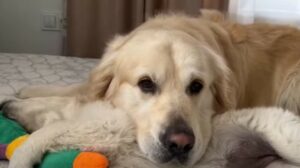 Un cagnolone adulto usa il cucciolo come cuscino per riposare e poi gioca con lui (VIDEO)