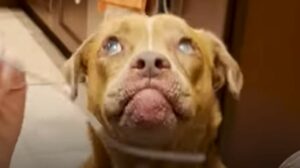 Il cagnolone cieco Stevie merita di trovare una famiglia in grado di amarlo e proteggerlo (VIDEO)