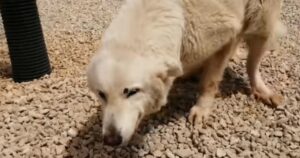 Cucciolo di cane ha preso così tante botte che teme di avvicinarsi per ricevere una carezza (VIDEO)