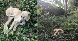 Passante nota un cane che giaceva tristemente tra i cespugli