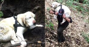 vicino di casa ritrova un cane cieco scomparso da otto giorni