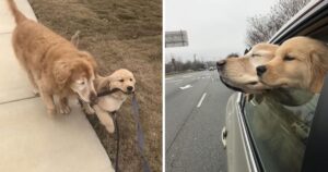 Golden Retriever cieco ha il suo cucciolo di cane guida che lo aiuta