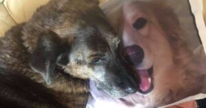 cane si conforta con il cuscino che ritrae l'amico defunto