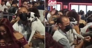 cane accompagna il proprietario in discoteca e conquistano la pista da ballo