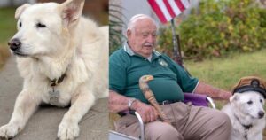 Uomo di 90 anni adotta un cagnolone che era stato destinato all’eutanasia