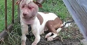cane viene salvato mentre aveva la faccia completamente gonfia