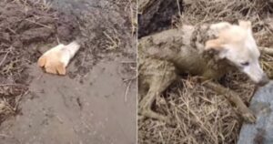 cane incastrato nel fango chiede disperatamente aiuto