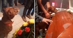 L’ultimo commovente saluto di un cagnolone al suo proprietario durante il funerale diventa virale (VIDEO)