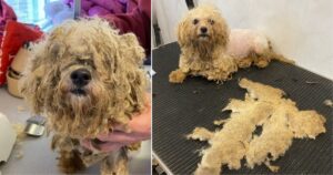 Cucciolo di cane sfruttato in una fattoria viene salvato in condizioni orribili e incinta