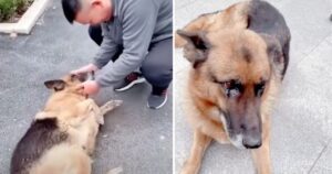 Ex cagnolone poliziotto scoppia a piangere quando rivede il suo ex conduttore dopo anni (VIDEO)