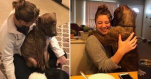cane bacia la sua proprietaria per ringraziarla di averlo salvato