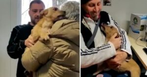 Cagnolino smarrito nel Lazio viene ritrovato in Francia: la sua reazione è commovente (VIDEO)