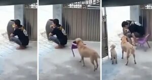 Cucciolo  dà una sedia al suo proprietario quando lo vede seduto sopra il pavimento (VIDEO)