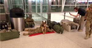 Cucciolo di cane si è preso cura del soldato mentre riposava in aeroporto