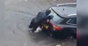 Cucciolo di cane eroe aiuta il suo proprietario a spingere l’auto in mezzo alla strada allagata (VIDEO)