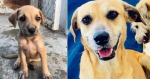 Cane viene salvato da cucciolo: 6 anni dopo ancora non ha una casa