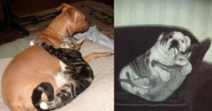 foto di cani e gatti che si scambiano amore