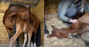 Cavalla distrutta dalla perdita del suo cucciolo adotta un puledro orfano (VIDEO)