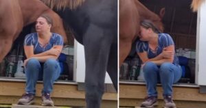 cavallo conforta e spinge la sua proprietaria contro il suo petto