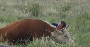 Uomo conforta una mucca che ha appena perso il suo cucciolo  vitellino