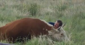 Uomo conforta una mucca che ha appena perso il suo cucciolo  vitellino
