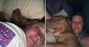 coppia si ritrova un cane sconosciuto rannicchiato nel loro letto