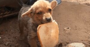 Cucciolo di cane abbandonato cerca di cavarsela da solo tra i rifiuti